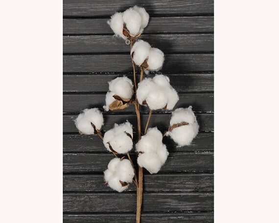 Farmhouse Cotton Boll 12/" Pick