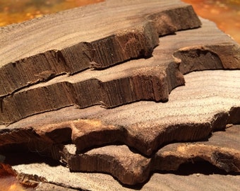 Black walnut slices with live edge debarked. (7 slices) #107s
