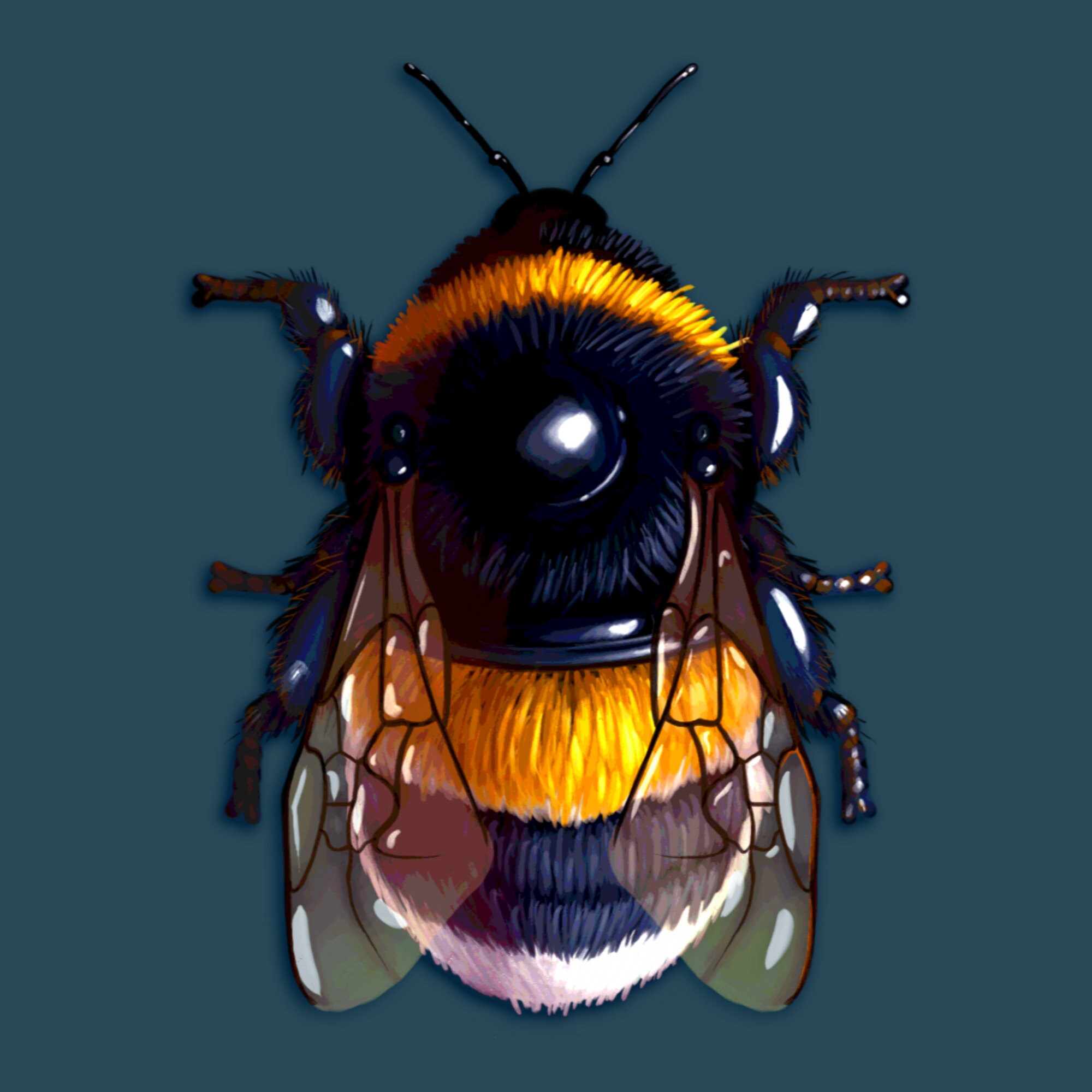 Bumblebee Art Print Bee Art Print Bee Illustration Insect Etsy