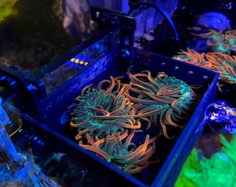 Mushroom/Anemone Basket Cage (Hang-on)