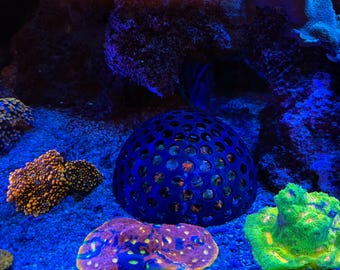 Coral Feeding Cage (Multiple Sizes)