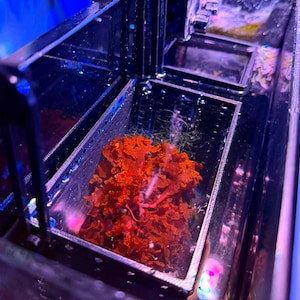 May include: A close-up of a rectangular aquarium filter with a vibrant orange coral. The filter is made of metal and has a clear compartment. The coral is a bright, eye-catching color, and the aquarium has a blue and purple hue.
