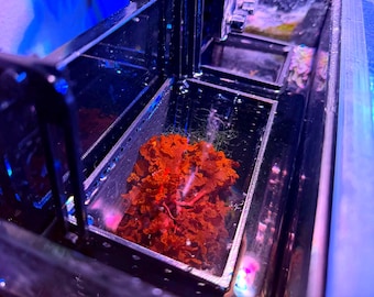 Macro Algae Basket, Hang-On Side, Chaeto, Dragon's Breath