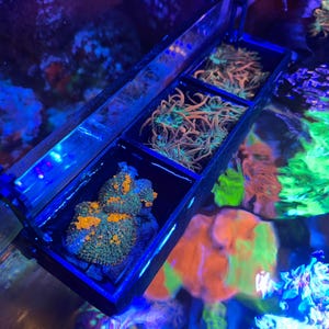 Divided Low Profile Mushroom/Anemone Basket Cage (Removable Dividers)