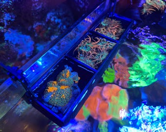 Podzielona klatka koszykowa na grzyby/ukwiały o niskim profilu (z wyjmowanymi przegrodami)