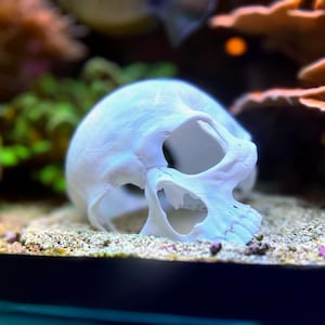Peut inclure: Un crâne blanc décoratif posé sur un fond sablonneux, avec des coraux colorés et des plantes aquatiques en arrière-plan. L'objet est un élément décoratif, peut-être pour un aquarium ou une décoration d'Halloween.