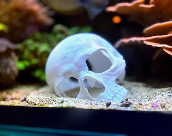 Fish/Shrimp Hide, Skull, Multiple Colors and Sizes