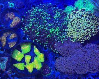 4 inch Mushroom/Coral Basket Cage