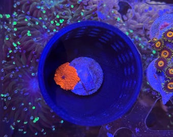 2 inch Mushroom/Coral Basket Cage