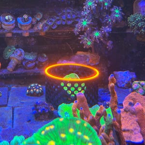 May include: A colourful underwater aquarium scene with various corals and marine life. The image shows a range of corals in green, orange, and blue shades. A circular, glowing light highlights a central coral formation, creating a captivating display.