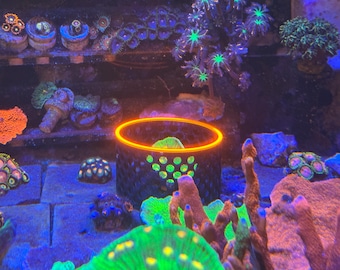 Neon Mushroom/Coral Basket Cage