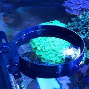 May include: A dark blue, circular aquarium accessory with a bracket, submerged in water. The accessory frames a vibrant green coral formation. The background features blue and green aquatic plants, creating a colorful underwater scene.