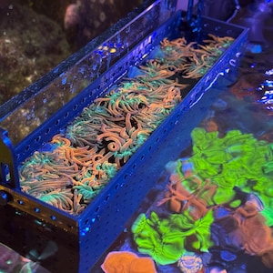 Könnte beinhalten: Ein blauer, rechteckiger Aquarienbehälter gefüllt mit bunten Korallen. Die Korallen weisen orange, grüne und blaue Farbtöne auf. Der Behälter ist teilweise in Wasser getaucht, wobei sich weitere Korallen im Hintergrund befinden.