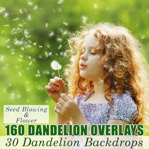 190 Dandelion Flowers Photo Overlays, Photography Overlay, Dandelion Backdrops, Photoshop Overlays, Spring Flowers, Seed Dandelion Blowing