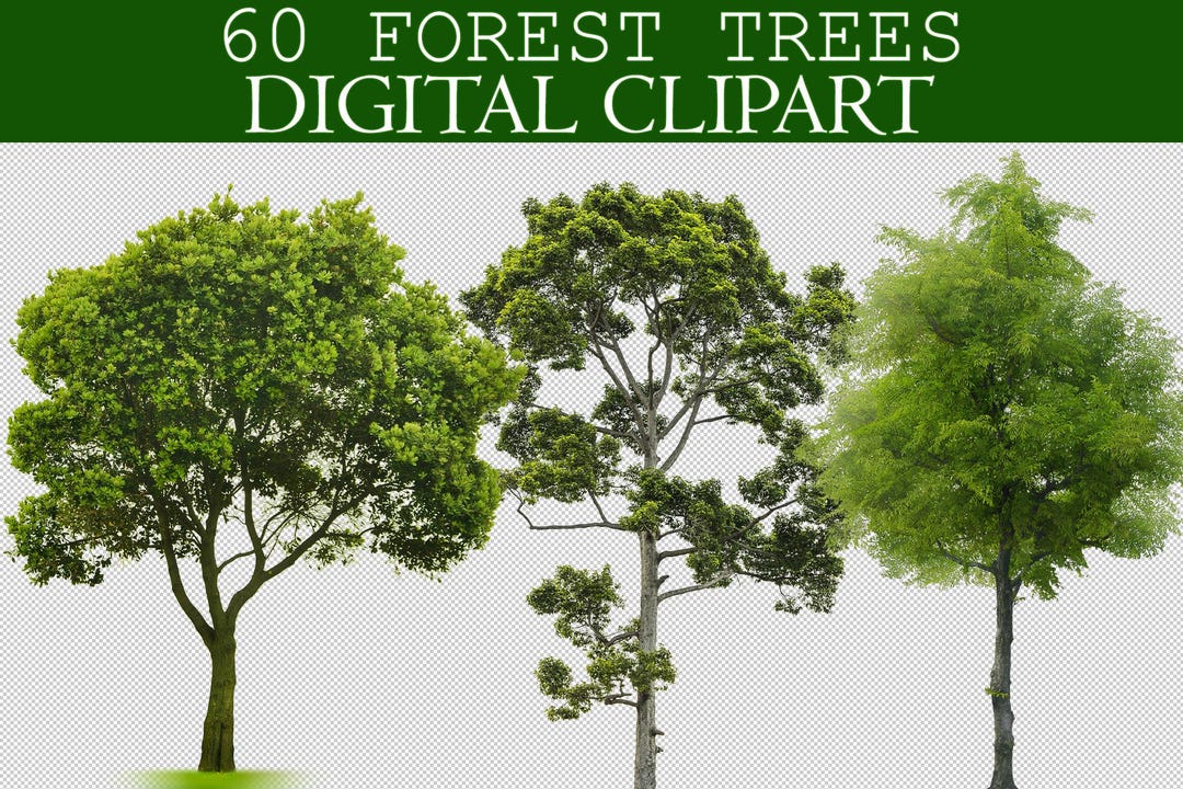 60 Forest Trees Clipart, Green Tree Photo Overlays, Cut Out, Isolated ...
