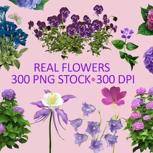 May include: A collection of various real flowers, including blue gentians, purple pansies, and pink hydrangeas, against a light pink background. The image includes text that reads "REAL FLOWERS 300 PNG STOCK 300 DPI."