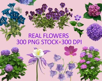 300 Real Flowers PNG, Red White Flower Clipart, Rose Flower Photo Overlays, Summer, Spring