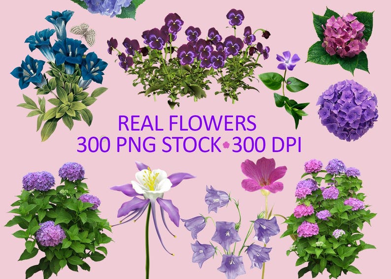 May include: A collection of various real flowers, including blue gentians, purple pansies, and pink hydrangeas, against a light pink background. The image includes text that reads "REAL FLOWERS 300 PNG STOCK 300 DPI."