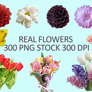 May include: An assortment of colorful flowers, including red dahlias, white daisies, and purple dahlias, are displayed against a light blue background. Several bouquets of tulips and other flowers are also shown. The text "REAL FLOWERS 300 PNG STOCK 300 DPI" is visible.