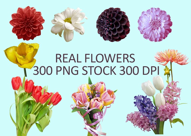 May include: An assortment of colorful flowers, including red dahlias, white daisies, and purple dahlias, are displayed against a light blue background. Several bouquets of tulips and other flowers are also shown. The text "REAL FLOWERS 300 PNG STOCK 300 DPI" is visible.