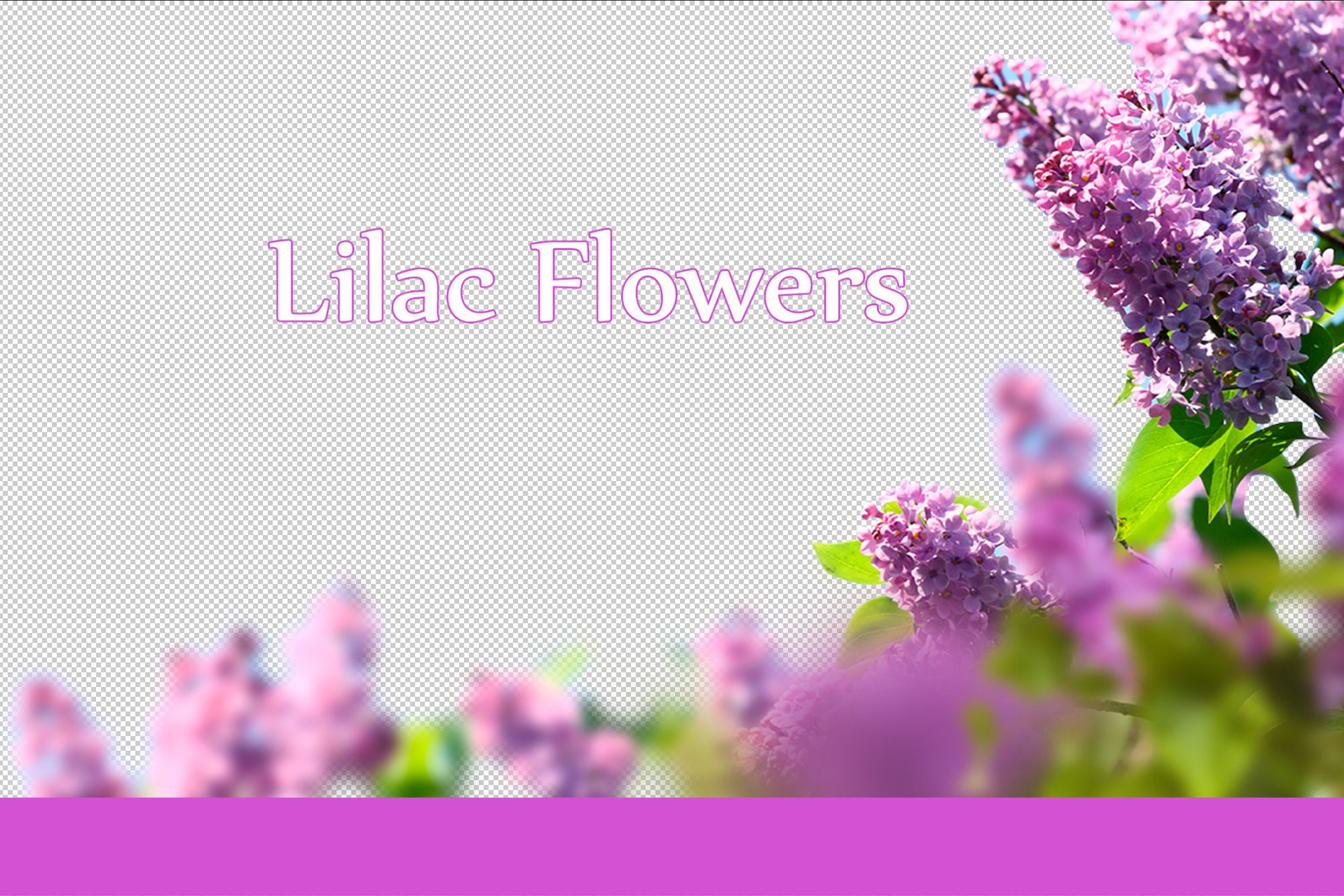 200 Lilac Photo Overlays Photoshop Overlays Lilac Flowers | Etsy