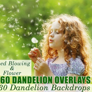 190 Dandelion Flowers Photo Overlays, Photography Overlay, Dandelion Backdrops, Photoshop Overlays, Spring Flowers, Seed Dandelion Blowing