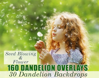 190 Dandelion Flowers Photo Overlays, Photography Overlay, Dandelion Backdrops, Photoshop Overlays, Spring Flowers, Seed Dandelion Blowing