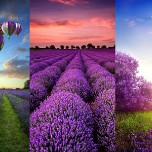 Puede incluir: Tres globos aerost&aacute;ticos volando sobre un campo de flores de lavanda p&uacute;rpura. El cielo es de un azul vibrante con nubes blancas. El sol se pone en la distancia, proyectando un c&aacute;lido resplandor sobre el paisaje.