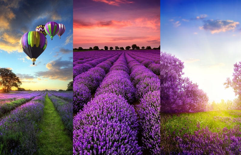 Puede incluir: Tres globos aerost&aacute;ticos volando sobre un campo de flores de lavanda p&uacute;rpura. El cielo es de un azul vibrante con nubes blancas. El sol se pone en la distancia, proyectando un c&aacute;lido resplandor sobre el paisaje.