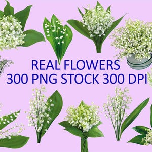 May include: Arrangement of lily of the valley flowers with white bell-shaped blooms and green leaves. The image includes text that reads "REAL FLOWERS 300 PNG STOCK 300 DPI" on a light purple background. The flowers are presented in various arrangements.