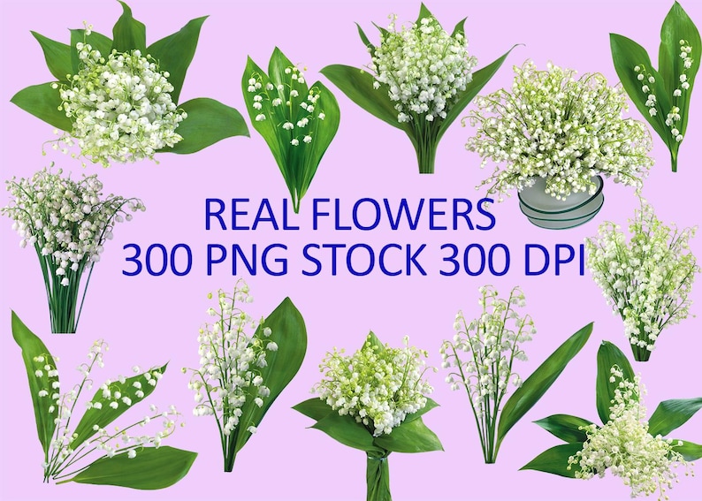 May include: Arrangement of lily of the valley flowers with white bell-shaped blooms and green leaves. The image includes text that reads "REAL FLOWERS 300 PNG STOCK 300 DPI" on a light purple background. The flowers are presented in various arrangements.