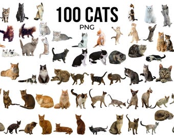 100 Cat PNG Bundle, Realistic Feline, Domestic Cat Clipart, Persian, Siamese, Bengal, Scottish Fold