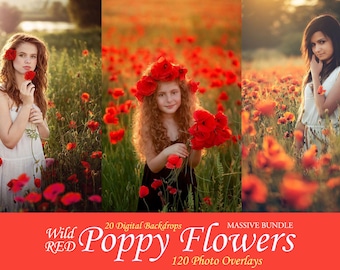 120 superposiciones fotográficas de amapolas rojas, campos de flores silvestres, disparos entre amapolas, flores de verano