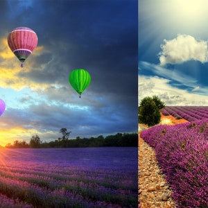Puede incluir: Tres globos aerost&aacute;ticos flotan sobre un campo de flores de lavanda p&uacute;rpura. El cielo es una mezcla de azul y amarillo con nubes. El sol se pone en la distancia.