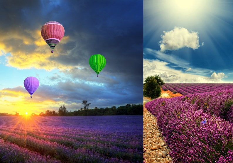 Puede incluir: Tres globos aerost&aacute;ticos flotan sobre un campo de flores de lavanda p&uacute;rpura. El cielo es una mezcla de azul y amarillo con nubes. El sol se pone en la distancia.
