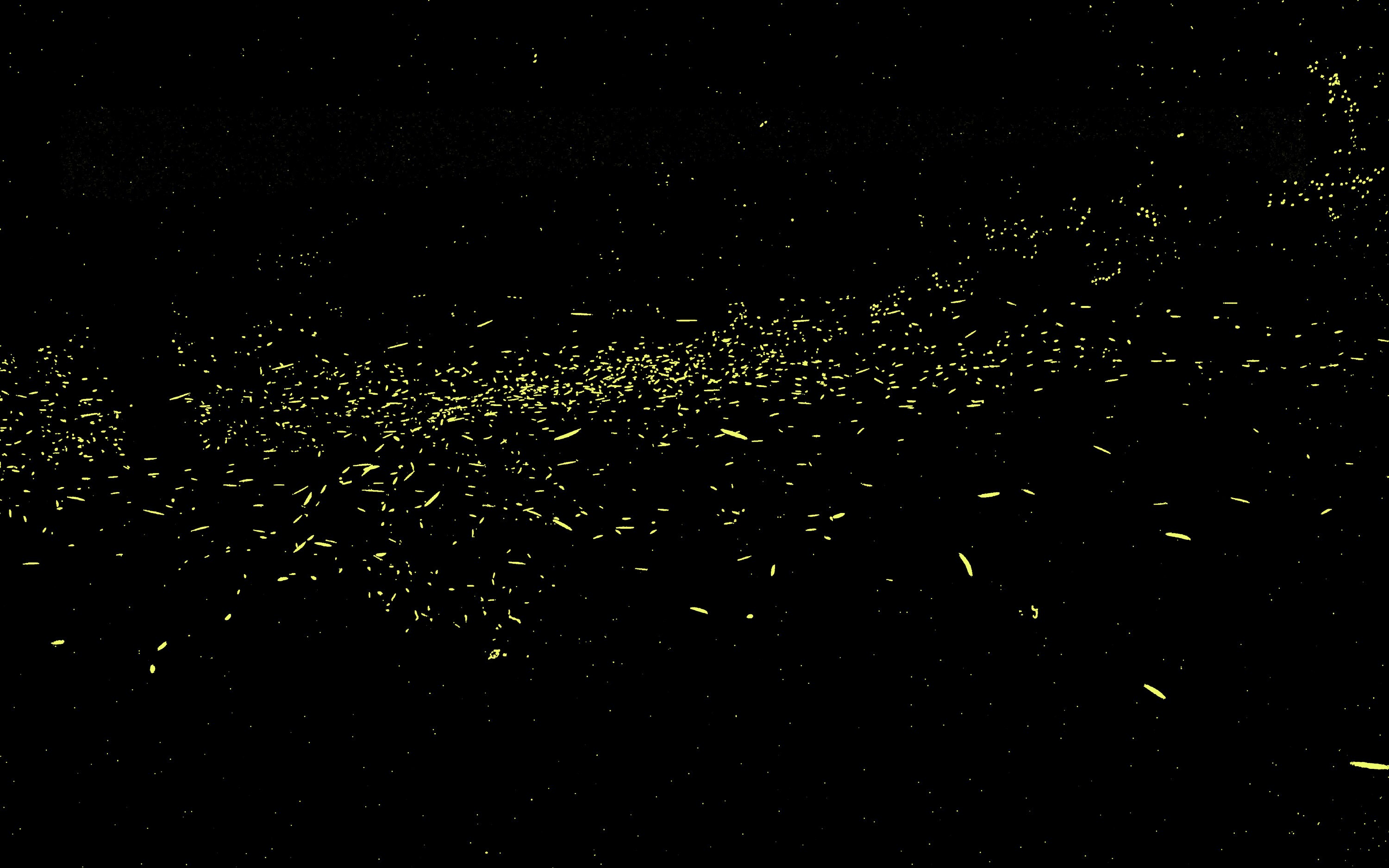 200 Magic Firefly Photo Overlays Fireflies Overlay Etsy Ireland