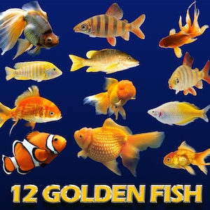12 Golden fish clipart, isolated PNG FILES, transparent background, realistic fish cut out elements, fairy Phoroshop overlays, under the sea