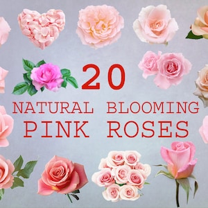 May include: Twenty natural blooming pink roses in various stages of bloom. The roses are arranged in a circle around the text "20 NATURAL BLOOMING PINK ROSES".
