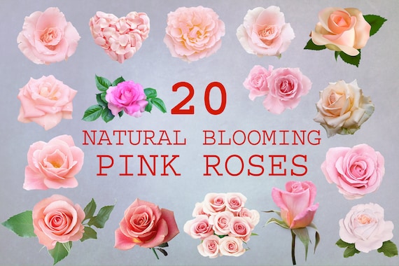 20 Blooming Pink Rose Clipart, Floral Overlays, Pink Flower, PNG