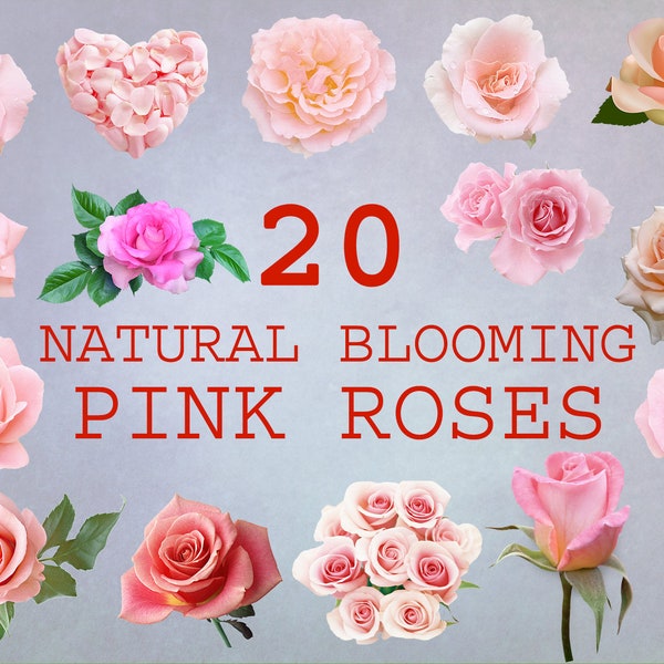 20 Blooming Pink Roses, rose floral clipart, overlay floral rose, pink flower, flowery rose clipart, pink rose Overlays, Digital Flowers PNG