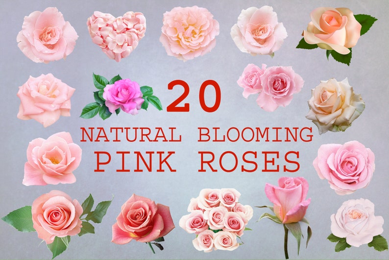 May include: Twenty natural blooming pink roses in various stages of bloom. The roses are arranged in a circle around the text "20 NATURAL BLOOMING PINK ROSES".
