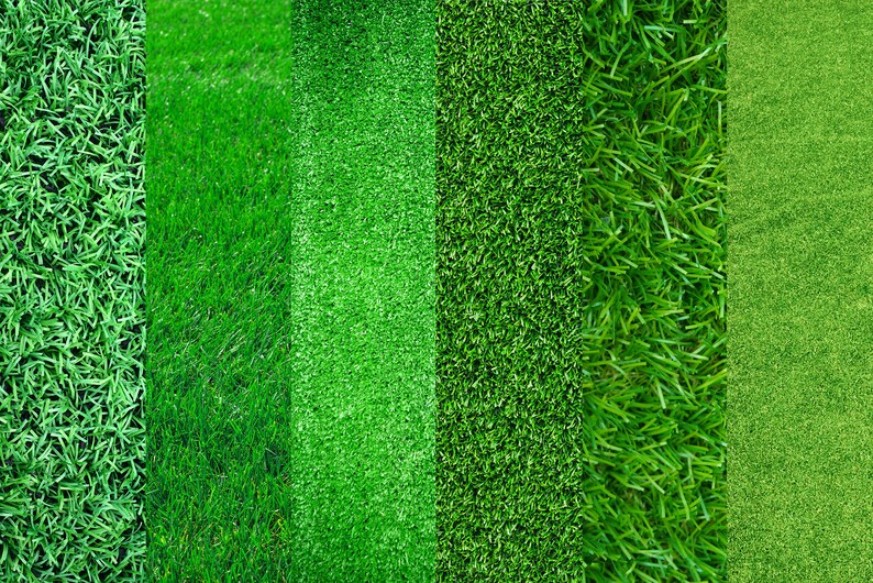 May include: A close-up of five different types of green grass. The grass is all lush and green, and the textures vary.
