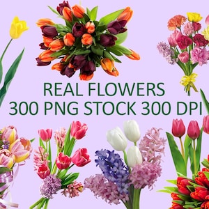May include: An assortment of colorful bouquets and individual flowers, including tulips, hyacinths, and other blooms, are displayed against a light purple background. The text "REAL FLOWERS 300 PNG STOCK 300 DPI" is visible.