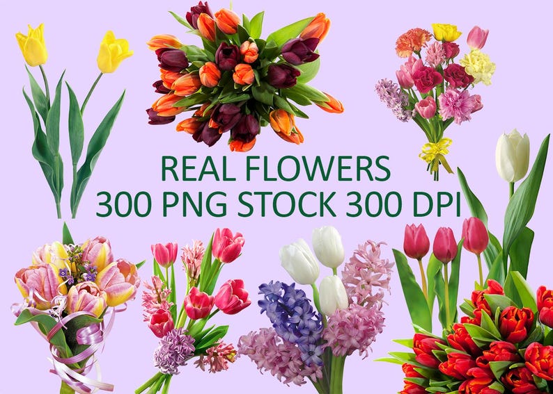 May include: An assortment of colorful bouquets and individual flowers, including tulips, hyacinths, and other blooms, are displayed against a light purple background. The text "REAL FLOWERS 300 PNG STOCK 300 DPI" is visible.