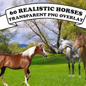 60 ECHTE paarden, transparante png, dierlijke overlays, foto-overlays, Photoshop-overlays, fotografie-achtergronden, digitaal paard, illustraties paard