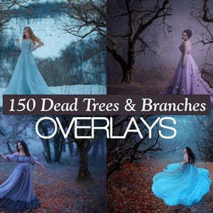 150 Bare trees overlays, Dead tree PNG, Dry branches, Baren Autumn overlays, Winter Tree, Bare branches, Silhouette tree branches isolated