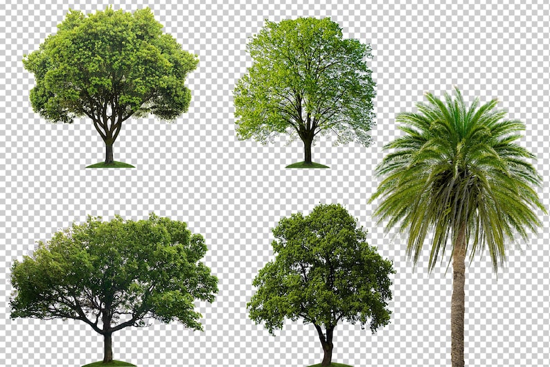 Tree Inclue Files 60 Forest Trees Clipart, Green Tree Photo Overlays, Cut Out, Isolated ...