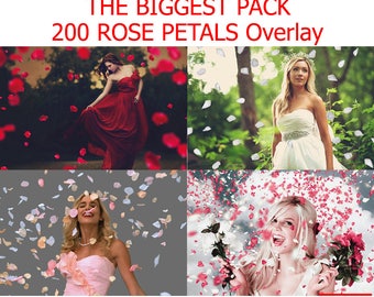 200 Falling Rose Petals Overlay for Photoshop, petals red overlay, valentine overlays, white rose petals, Trasparent background PNG PSD File