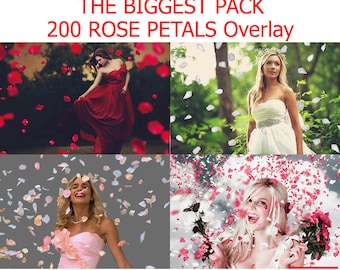 200 fallande rosenbladsöverlägg för Photoshop, röda kronbladsöverlägg, alla hjärtans dag-överlägg, vita rosenblad, transparent bakgrund PNG PSD-fil