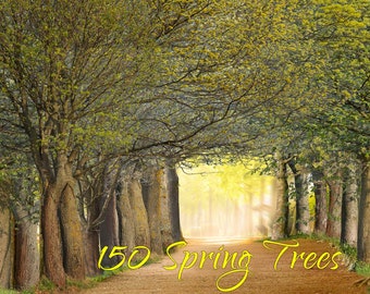 150 realistische Bäume Clipart, digitale Wald Baum ausgeschnitten, grüner Baum Photoshop Overlays, Frühling Baum Foto Overlay, PNG transparent ClipArt